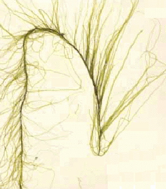  Ulva prolifera   (Seaweed)